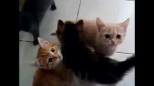 Голодные котята хотят кушать. Маленькие котята просят еду.