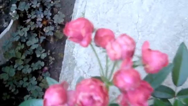 Миниатюрные бордюрные розы: Гранатовый браслет смотреть онлайн