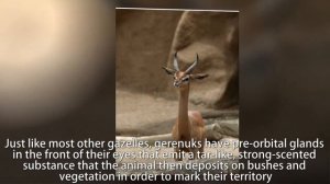 Learn more about the unusual GERENUK