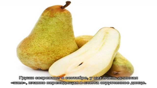 Мускатная француженка груша Аббат Фетель — описание сорта, плюсы и минусы смотреть онлайн