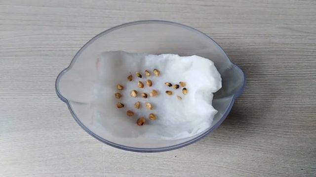 Как просто вырастить розу из семян