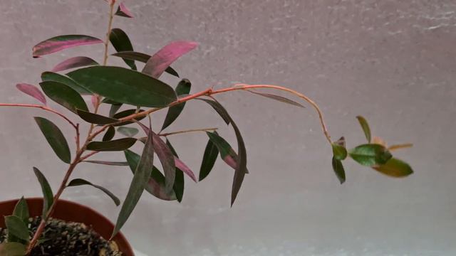 Каллистемон 7 смотреть онлайн