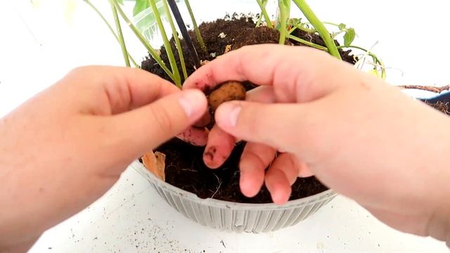 Собираю урожай. Как там Кокос? смотреть онлайн