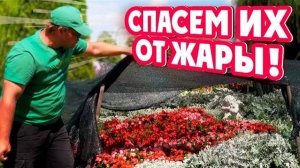 СПАСЕМ ИХ ОТ ЖАРЫ! Как защитить растения от палящих солнечных лучей.