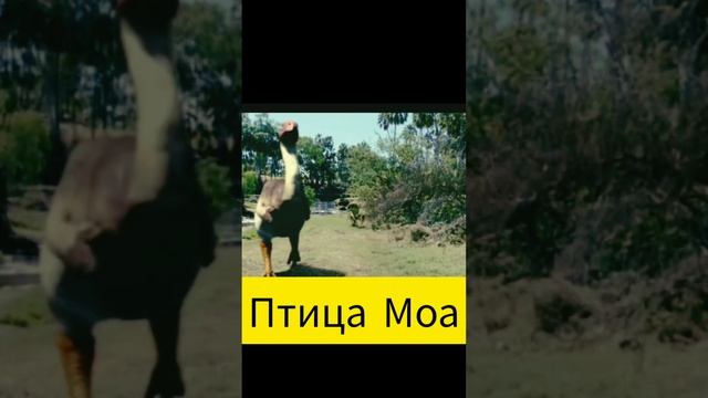 ТОП 3 ЖИВОТНЫХ ВЫМЕРШИХ ИЗ-ЗА ЧЕЛОВЕКА