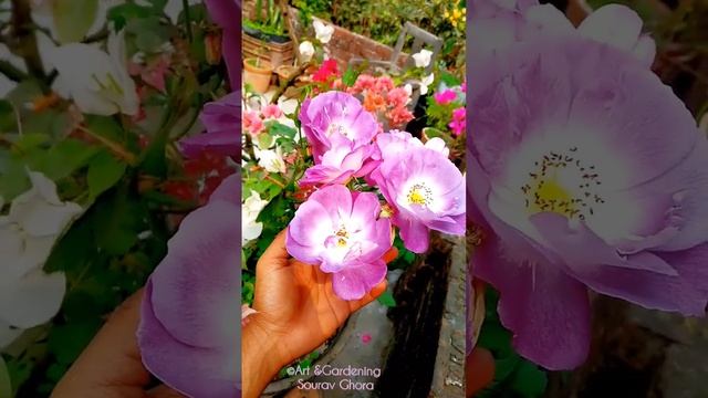 Purple Rose | Rhapsody in blue rose ton of flowers #rooftop #gardening #rose