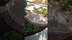 Арт-бетон. садовые дорожки.