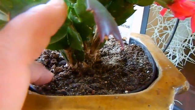 How to Reflower Christmas / Thanksgiving Cactus смотреть онлайн