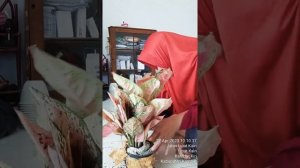 Unboxing Aglaonema #degdegan #takutgaksampai