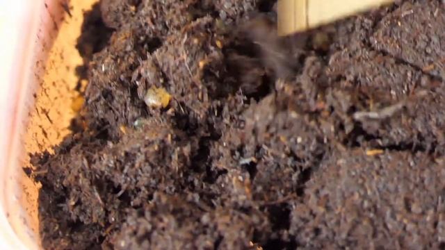 Коконы червя дендробена и старатель. смотреть онлайн