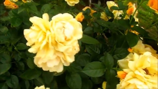 РОЗА ХАЙСЕНДШТАДТ РОСТОК (Hansestadt Rostock) смотреть онлайн