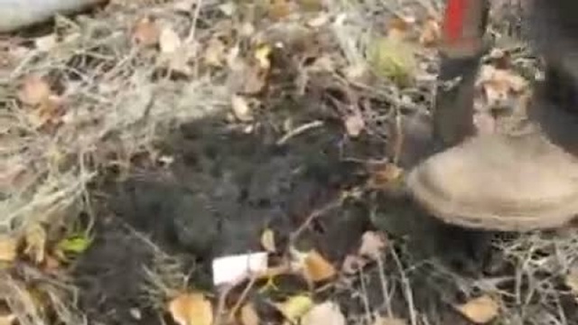Доращивание однолетнего саженца винограда в открытом грунте.