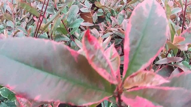 Big Plant Nursery - Photinia X Fraseri 'Louise' (Christmas Berry 'Louise')