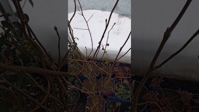 Проверяю как перезимовали саженцы