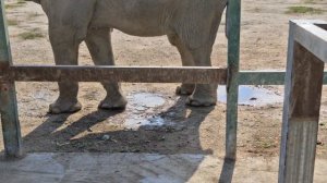 Дженни пришла попить водички) Тайган