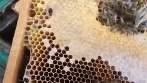 Результат зимовки двух маток в одной семъе