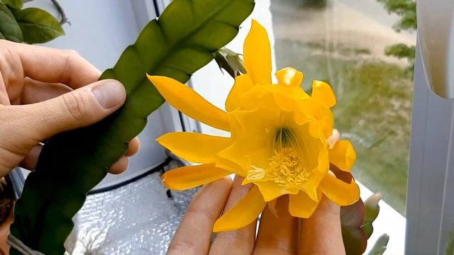 Epiphyllum humdinger. Цветение смотреть онлайн
