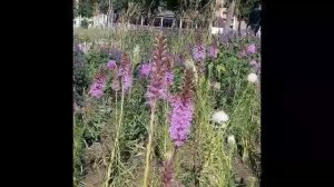 candida методы устранения предраковое состояние доктор Борис увайдов делится