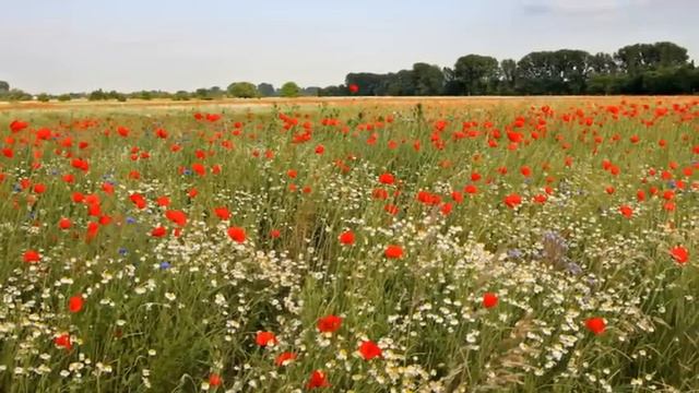 Sommertraum Teil 1 смотреть онлайн