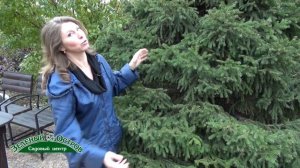 Светлана Александрова, подготовка хвойных к зиме