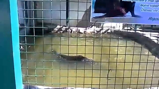 ЗООПАРК Мадагаскар Нижний Новгород Сормовский Парк. смотреть онлайн