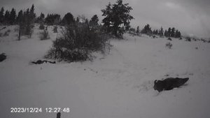 KARDA MUHTEŞEM DOMUZ AVI / WİLD BOAR HUNT