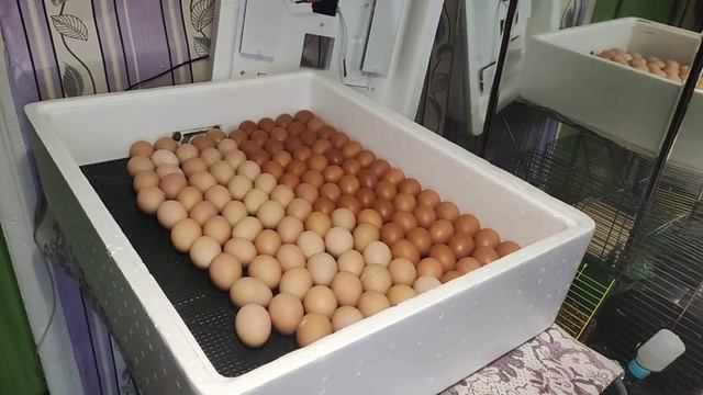 Инкубатор НЕСУШКА БИ1-БИ2 // Вторая закладка яиц несушек Ломан Браун - Доминант GS 902 смотреть онлайн