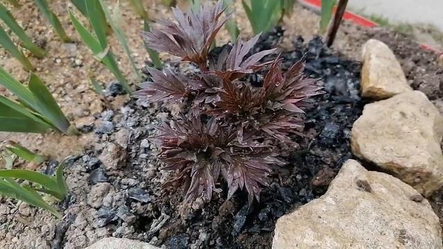 Мой первый пион ито-гибрид Бартзелла. весенняя листва смотреть онлайн