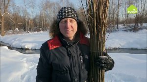 Как заготовить иву для плетения. Выбираем лозу. Как срезать лозу. Как собрать прутья в пучок. СОВЕТЫ