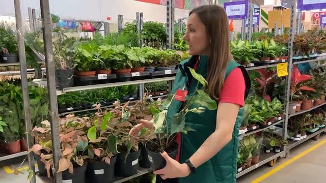 Приближаем весну новыми интересными цветами и растениями! Большой обзор поставки перед выходными! смотреть онлайн