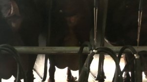 Сколько молока дает Испанская коза Мурсия Гранада?