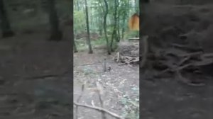 Парк динозавров в Ставрополе.Детские парки развлечений