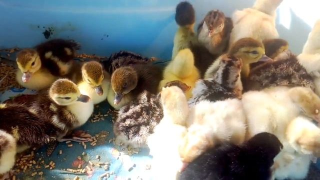 Итоги совместной инкубации индоуток и индюков. Начало новой инкубации? смотреть онлайн