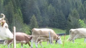 КОРОВЫ В ШВЕЙЦАРИИ. 🐄COWS IN SWITZERLAND🇨🇭