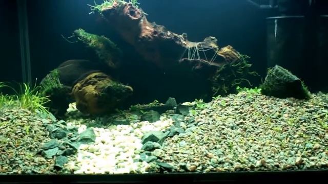 Аквариум 60 литров. Запуск. День первый. смотреть онлайн