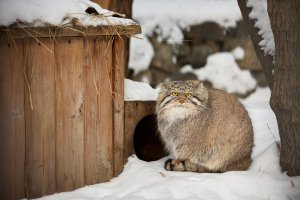 Манулы играют в зоопарке Новосибирска зимой
