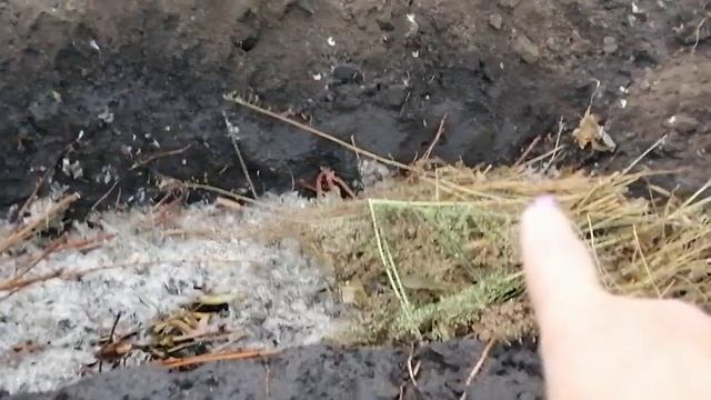 БУДУ ПЕРЕСАЖИВАТЬ МАЛИНУ. ГОТОВЛЮ ДЛЯ НЕЁ МЕСТО... 17 октября 2023 года смотреть онлайн