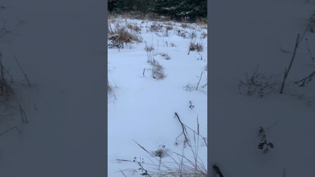 Пошли с нами гулять ?