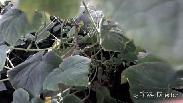 ПРИЧИНЫ БОЛЕЗНИ ОГУРЦОВ//ТОМАТЫ В ТЕПЛИЦЕ//САМЫЕ ЛУЧШИЕ СОРТА ПОМИДОР//