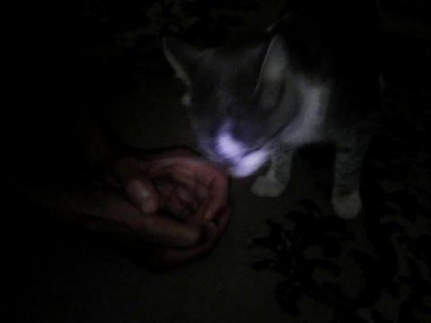 #домашниеживотные