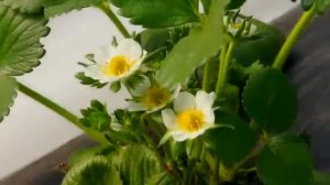 Выращивание клубники в теплице