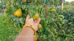 Груша сорт "Чижовская"