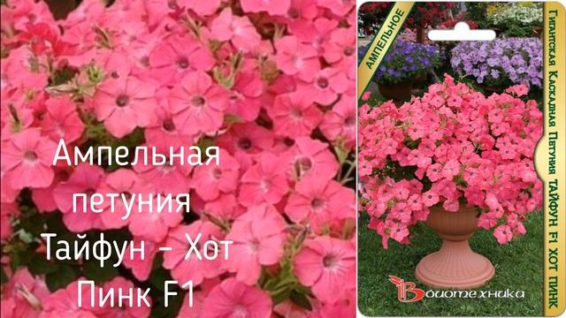 Самые красивые новые сорта петунии 2020/2021 года. ТОП 7 лучших петуний 2020/2021. смотреть онлайн