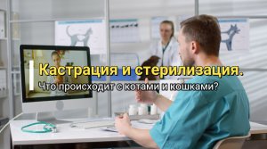 ?Кастрация и стерилизация - Что происходит с котами, кошками.