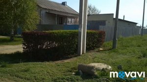 Кустарники для живой изгороди.
