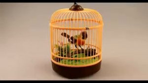 Певчие птицы Зяблик