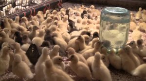 Молодняк птицы у меня в хозяйстве