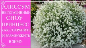 Об этом цветке мечтает каждый. Он затмит даже петунию. Алиссум Сноу Принцесс. Как сохранить зимой.