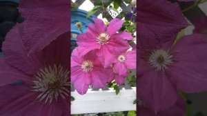 Clematis "Jackmanii Rubra" Part 3