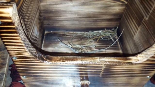 Гнездо для Амадин смотреть онлайн